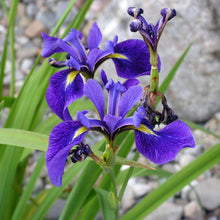 Load image into Gallery viewer, Blue Flag Iris