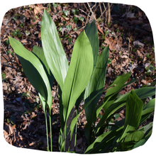 Load image into Gallery viewer, Cast Iron