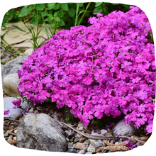Load image into Gallery viewer, Creeping phlox