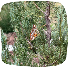 Load image into Gallery viewer, Eastern Red Cedar