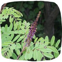 Load image into Gallery viewer, False Indigo Bush