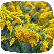 Load image into Gallery viewer, Field Goldenrod