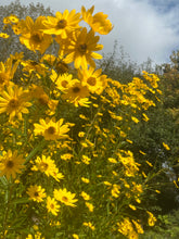 Load image into Gallery viewer, Swamp Sunflower