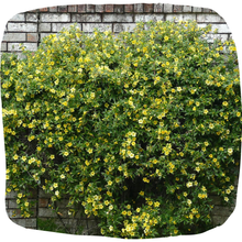 Load image into Gallery viewer, Carolina Jessamine