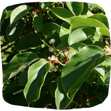 Load image into Gallery viewer, Kiwi (Cold Hardy)