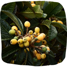 Load image into Gallery viewer, Loquat