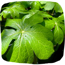 Load image into Gallery viewer, Mayapple