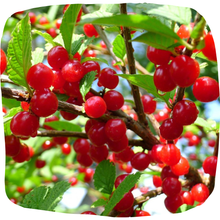 Load image into Gallery viewer, Nanking Cherry
