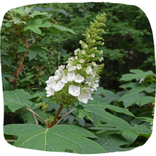 Load image into Gallery viewer, Oak-leaf Hydrangea