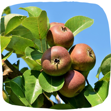 Load image into Gallery viewer, Pear