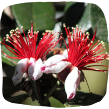 Load image into Gallery viewer, Pineapple Guava