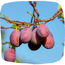Load image into Gallery viewer, Plum