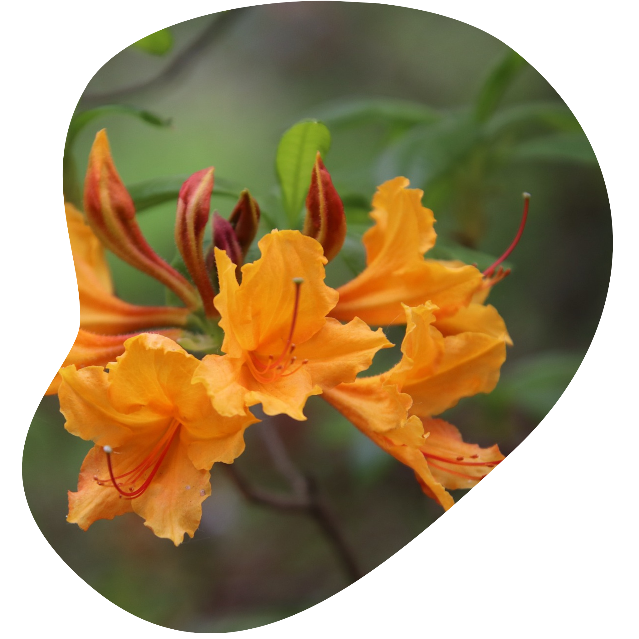 Azalea (Native Or Native Hybrids) – Community Foodscapes