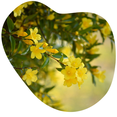 Carolina Jessamine