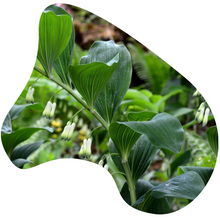 Load image into Gallery viewer, Solomon&#39;s Seal