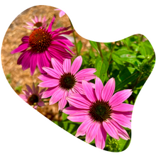 Load image into Gallery viewer, Purple Coneflower