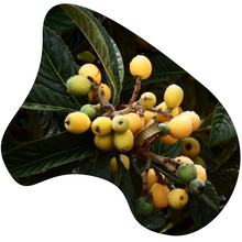 Load image into Gallery viewer, Loquat