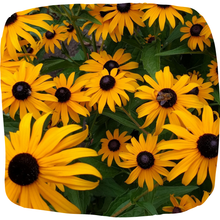 Load image into Gallery viewer, Black-eyed Susan