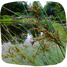 Load image into Gallery viewer, Rush