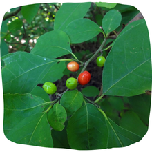 Load image into Gallery viewer, Spicebush