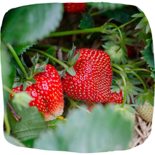 Load image into Gallery viewer, Strawberry