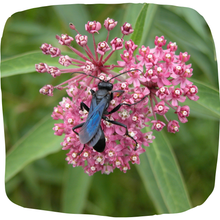 Load image into Gallery viewer, Swamp Milkweed