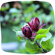 Load image into Gallery viewer, Sweetshrub
