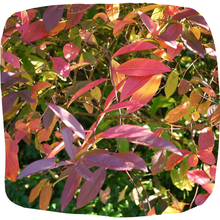Load image into Gallery viewer, Sweetspire