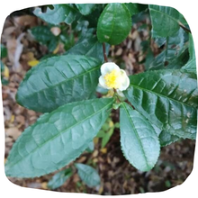 Load image into Gallery viewer, Tea Camellia