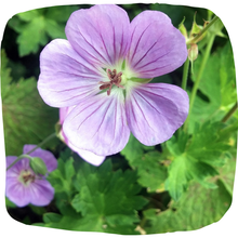 Load image into Gallery viewer, Wild Geranium