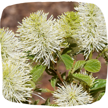 Load image into Gallery viewer, Witch Alder