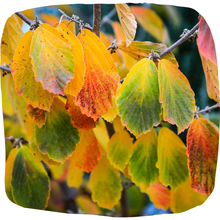Load image into Gallery viewer, Witch Hazel