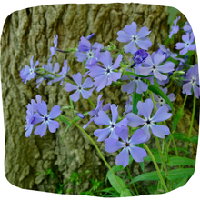 Load image into Gallery viewer, Woodland Phlox