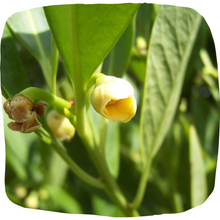 Load image into Gallery viewer, Yellow Anise (Ocala)