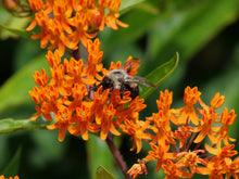 Load image into Gallery viewer, Butterflyweed