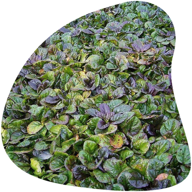 Ajuga