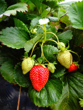 Load image into Gallery viewer, Strawberry