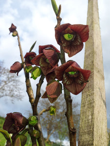 Pawpaw Tree