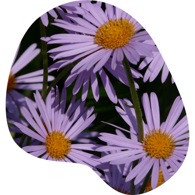 Aster