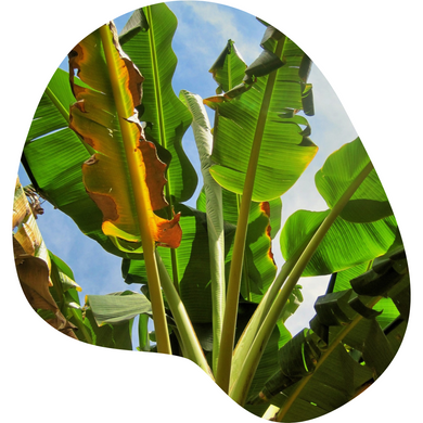 Banana Tree