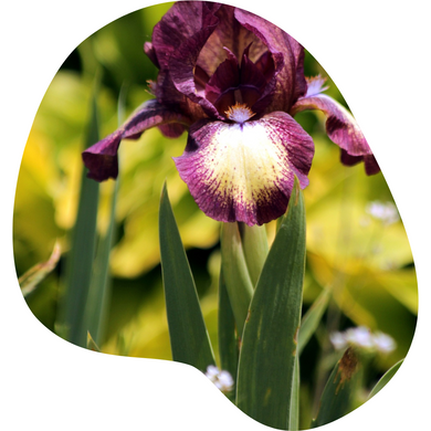 Bearded Iris