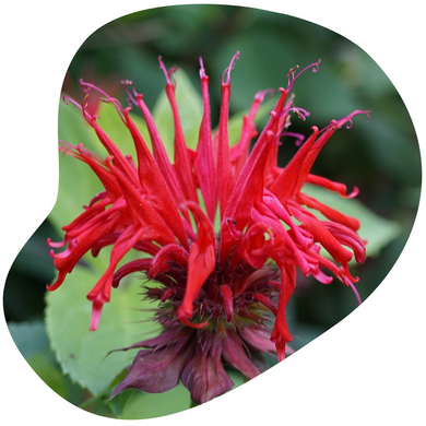 Beebalm