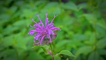 Load image into Gallery viewer, Beebalm