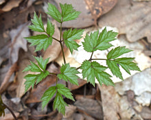 Load image into Gallery viewer, Black Cohosh