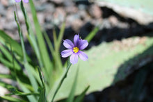 Load image into Gallery viewer, Blue Eyed Grass