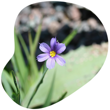 Load image into Gallery viewer, Blue-eyed Grass