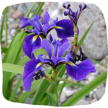 Load image into Gallery viewer, Blue Flag Iris