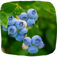 Load image into Gallery viewer, Blueberry