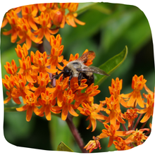 Load image into Gallery viewer, Butterflyweed