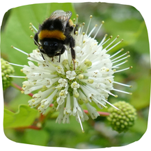 Load image into Gallery viewer, Button Bush